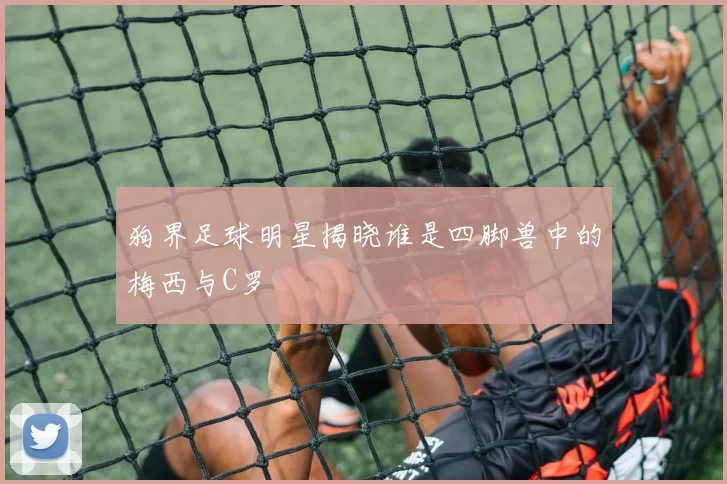 狗界足球明星揭晓谁是四脚兽中的梅西与C罗